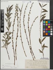 Foto von Salix repens subsp. rosmarinifolia (L.) Andersson
